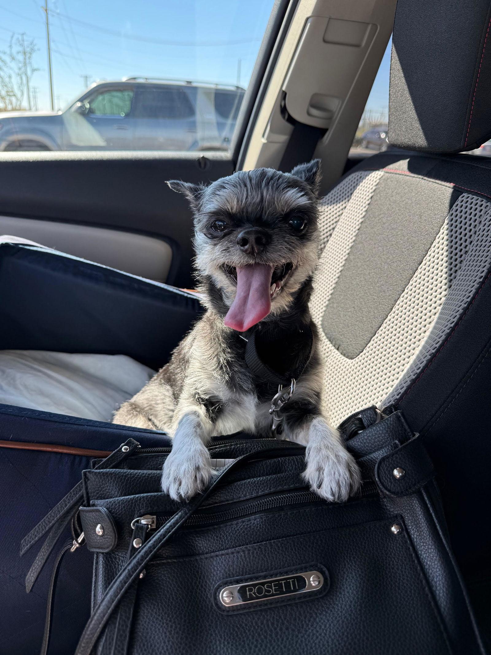 Enlarge Jolie, an adopted mixed breed in Scottsdale, AZ image 2/5