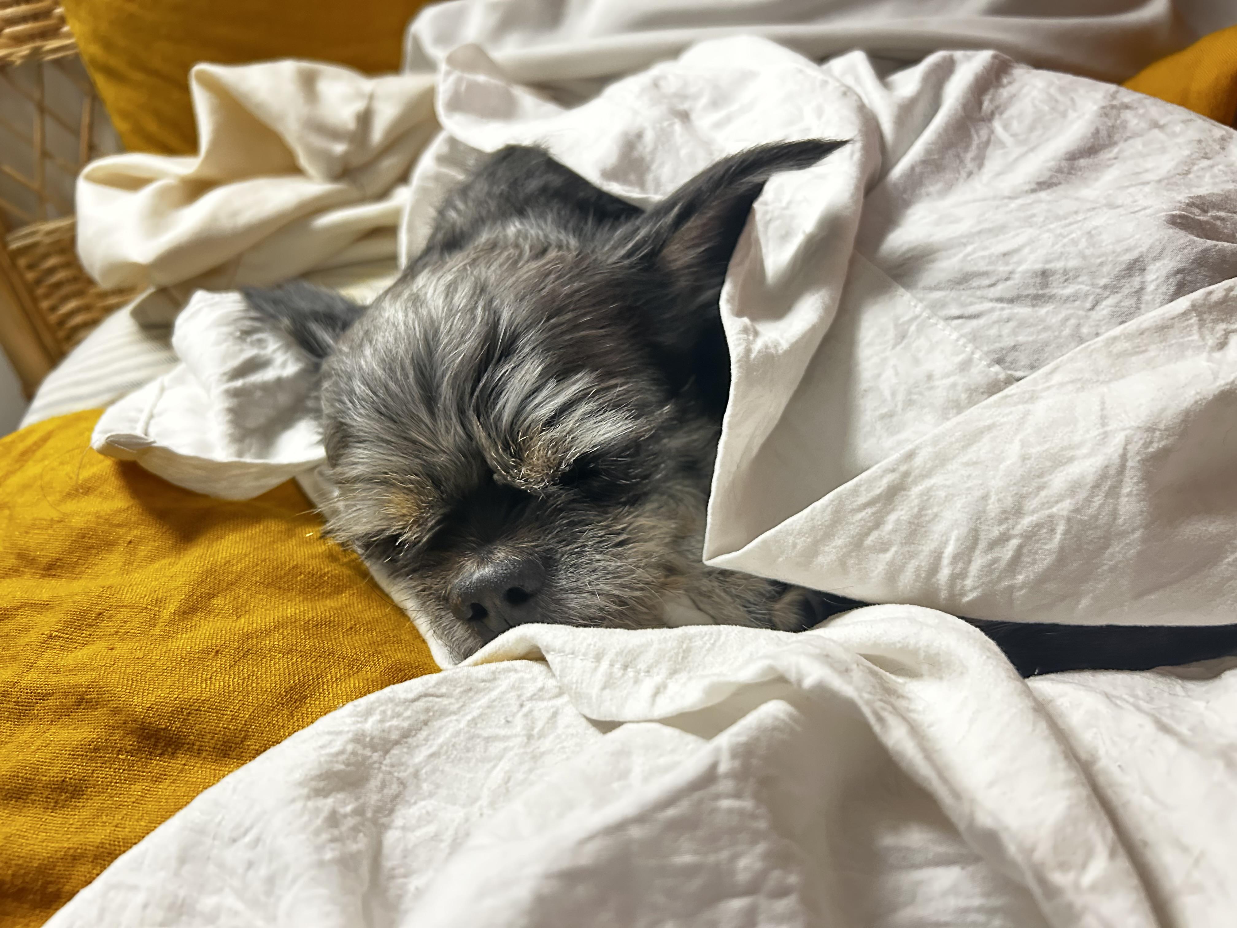 Enlarge Jolie, an adopted mixed breed in Scottsdale, AZ image 4/5