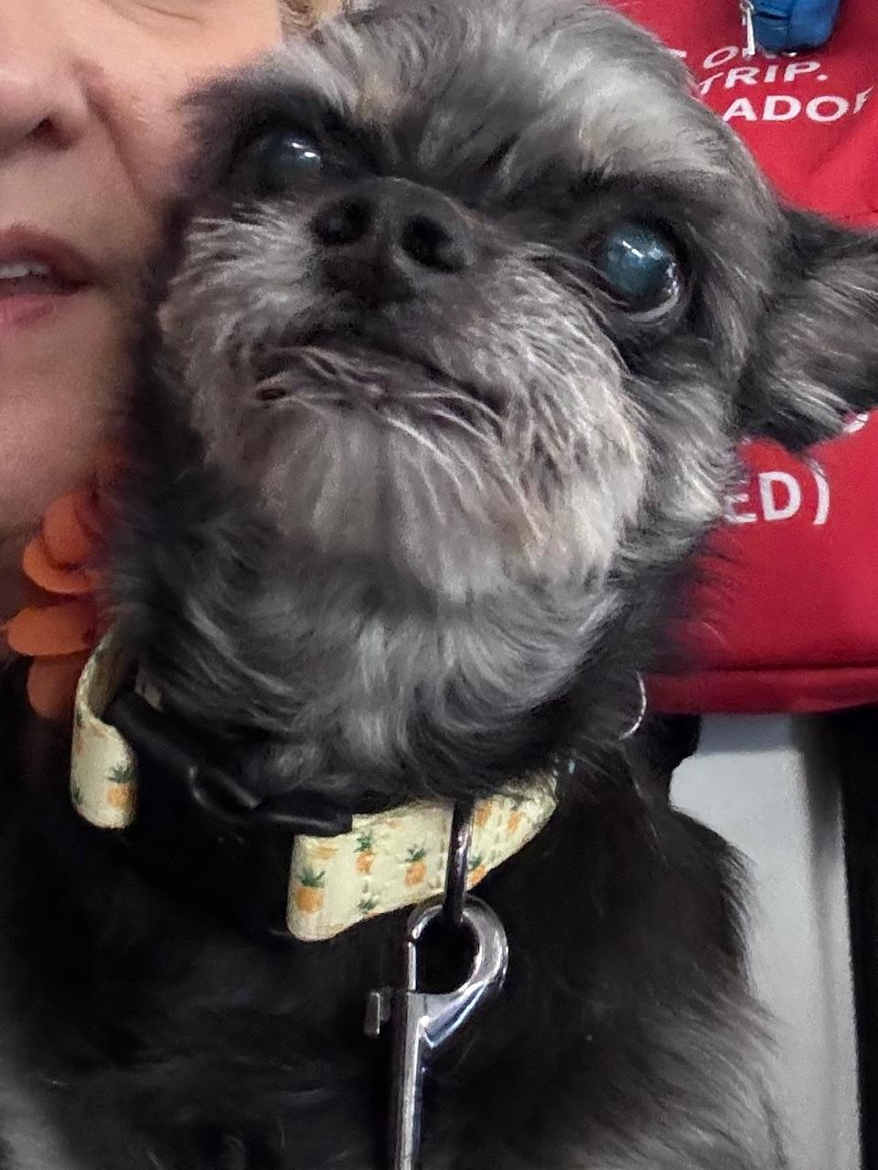 Enlarge Jolie, an adopted mixed breed in Scottsdale, AZ image 1/5