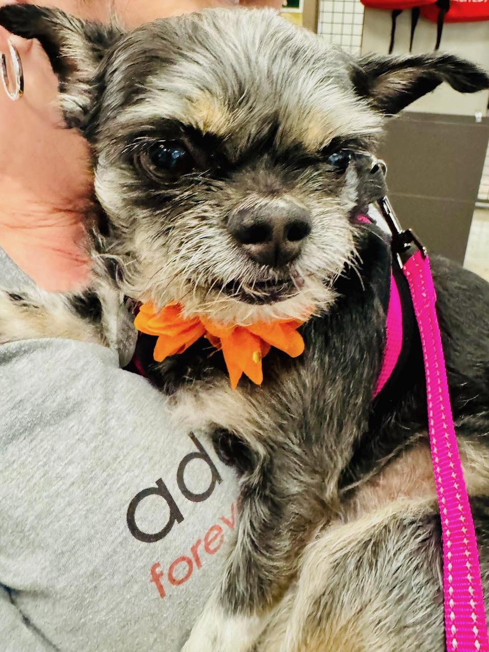 Enlarge Jolie, an adopted mixed breed in Scottsdale, AZ image 3/5