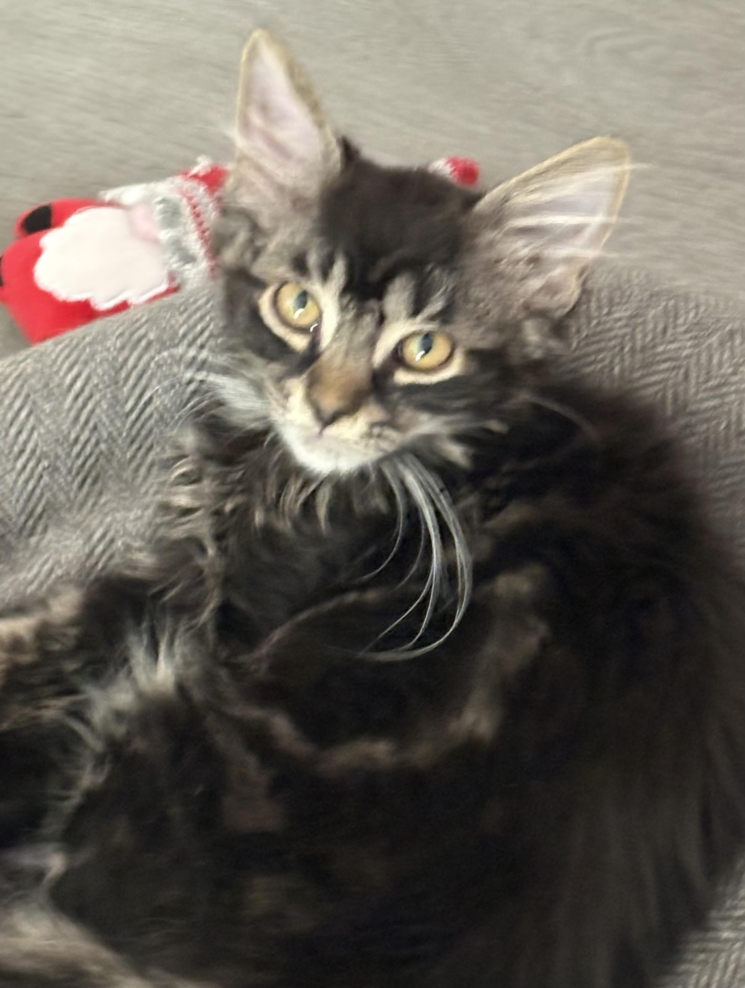 Silver & Bronze Bonded kittens , a ADOPTABLE Domestic Long Hair in Enfield, CT image 4/5