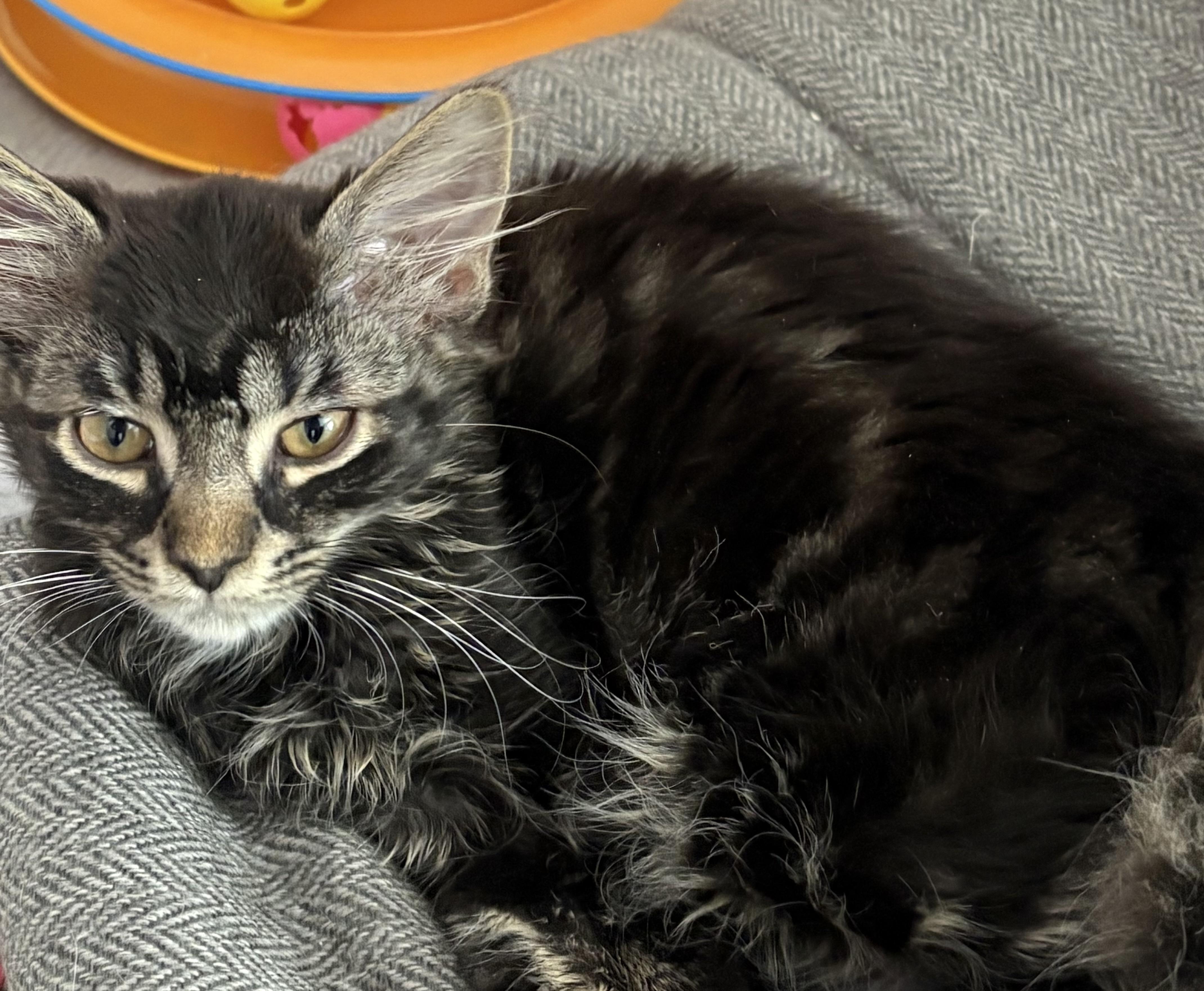 Silver & Bronze Bonded kittens , a ADOPTABLE Domestic Long Hair in Enfield, CT image 2/5