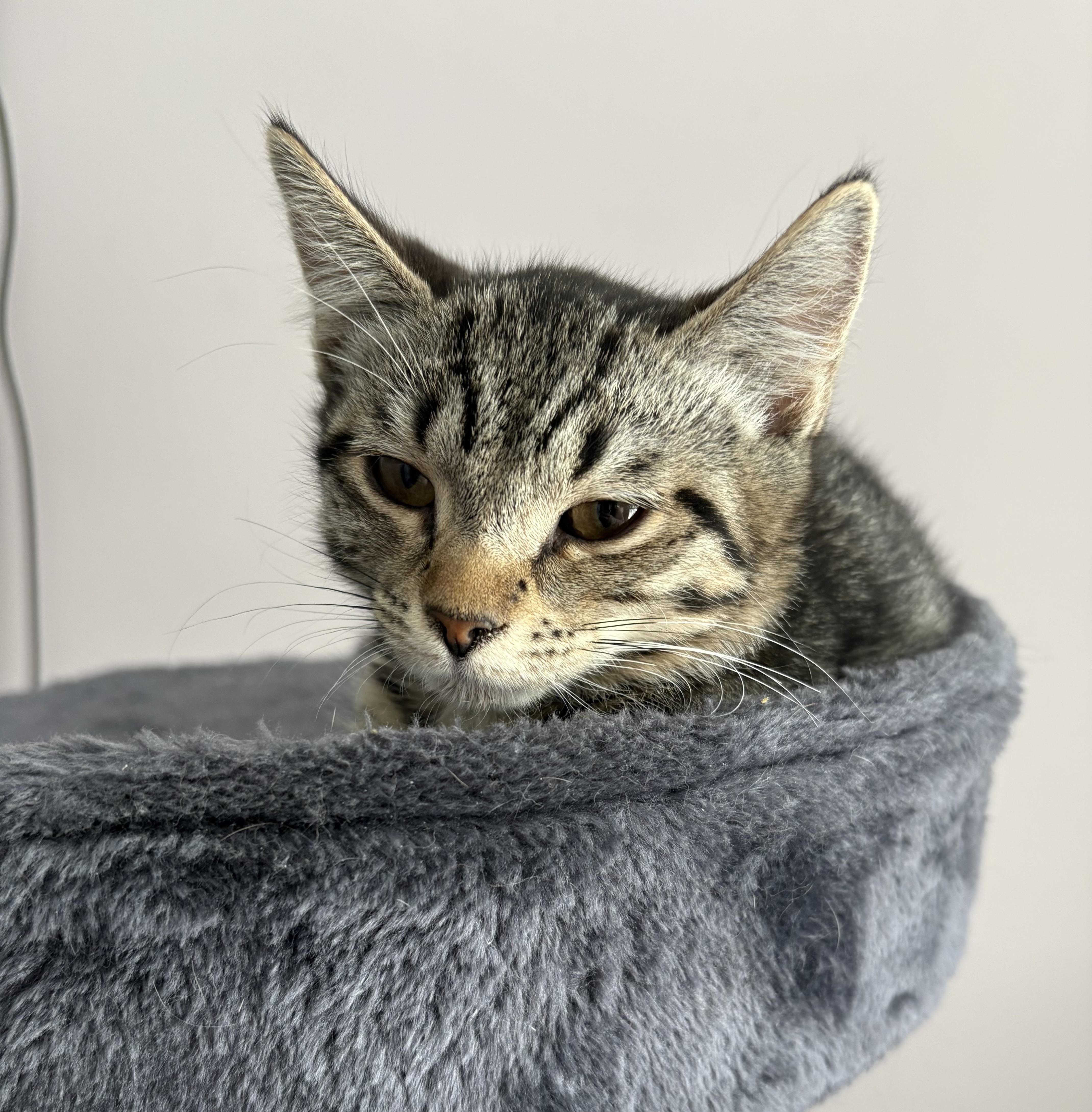 Silver & Bronze Bonded kittens , a ADOPTABLE Domestic Long Hair in Enfield, CT image 5/5