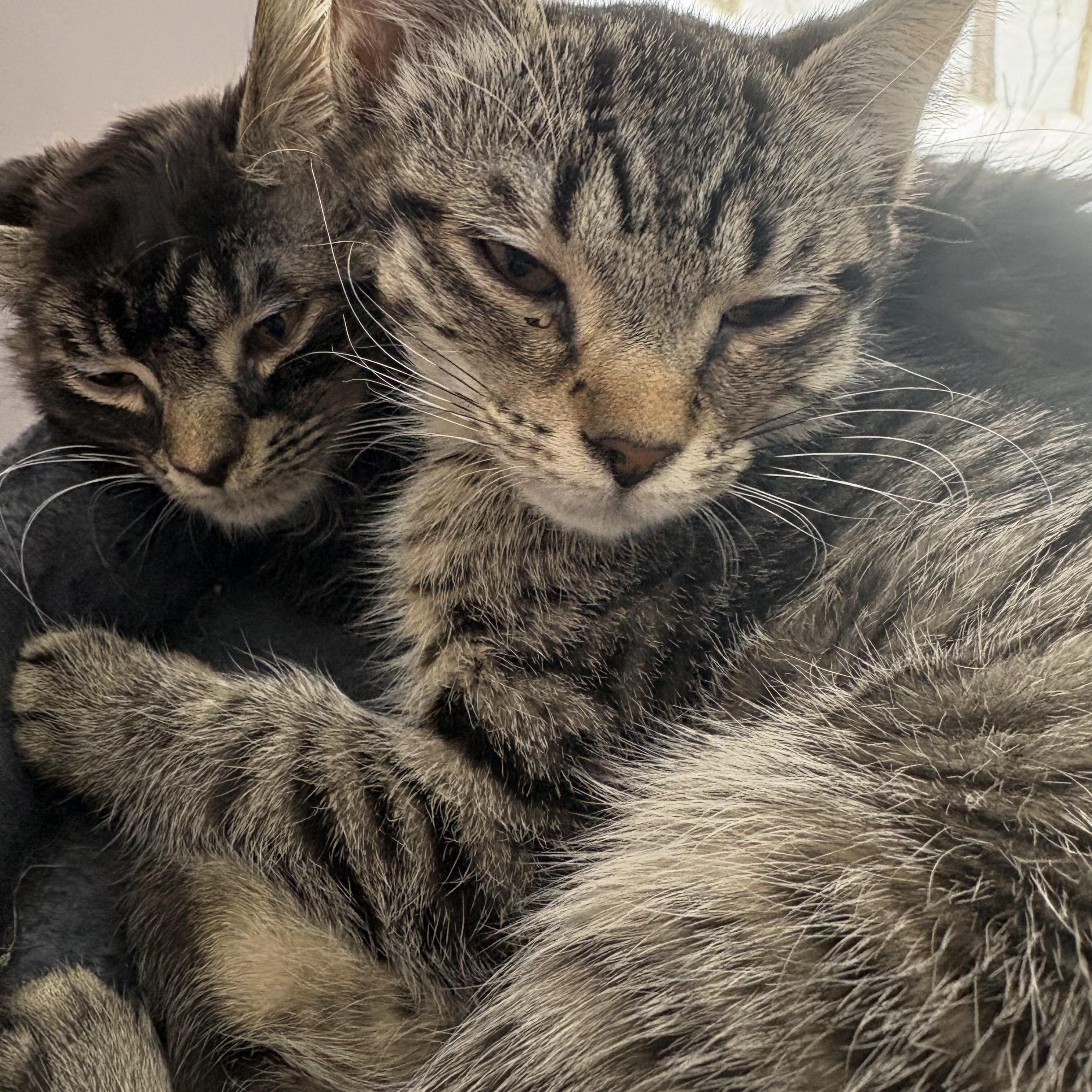 Silver & Bronze Bonded kittens , ADOPTABLE, Kitten Female Domestic Long Hair.