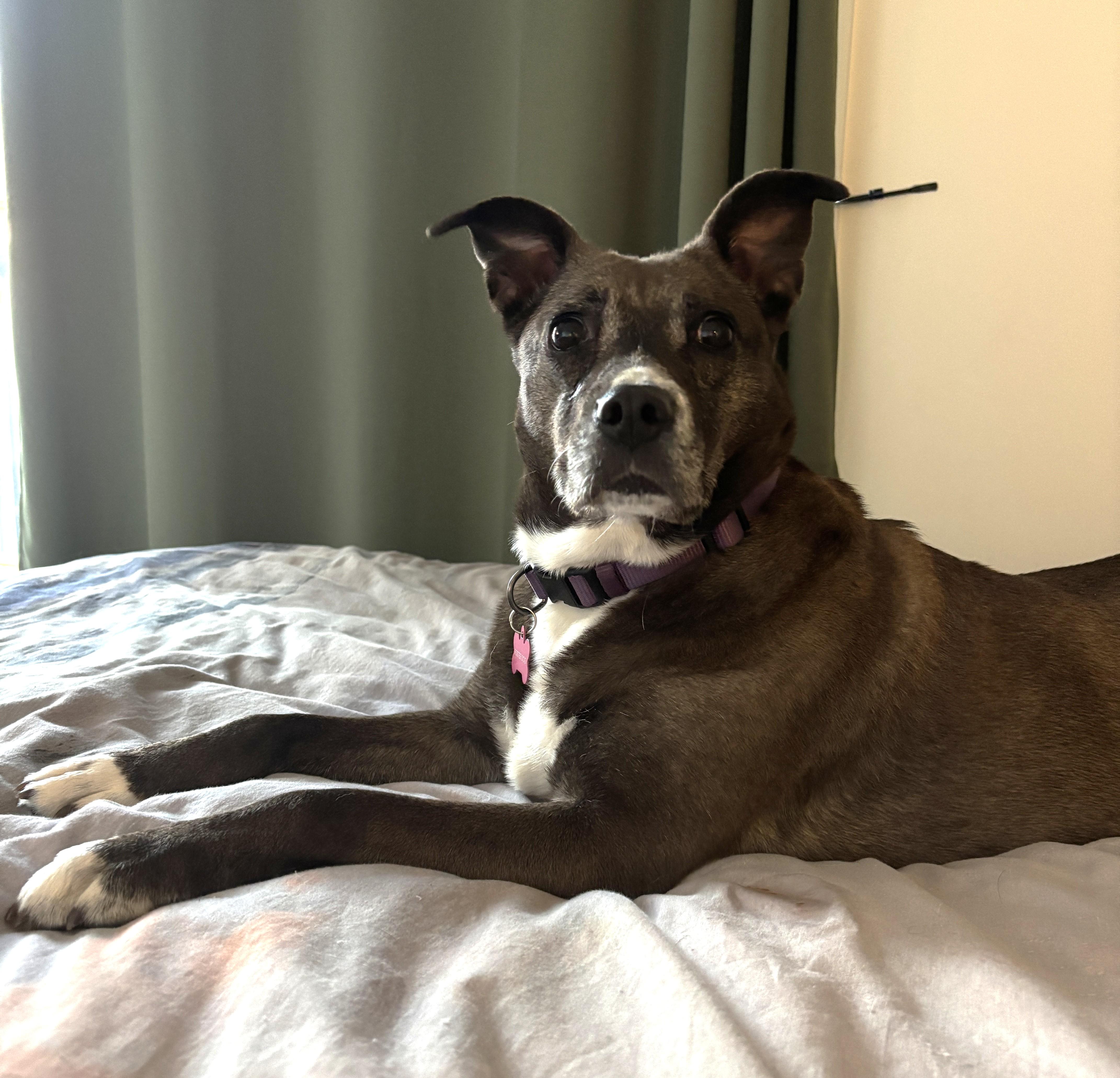 Enlarge Gia (40 lbs), a ADOPTABLE mixed breed in Mississauga, ON image 2/6