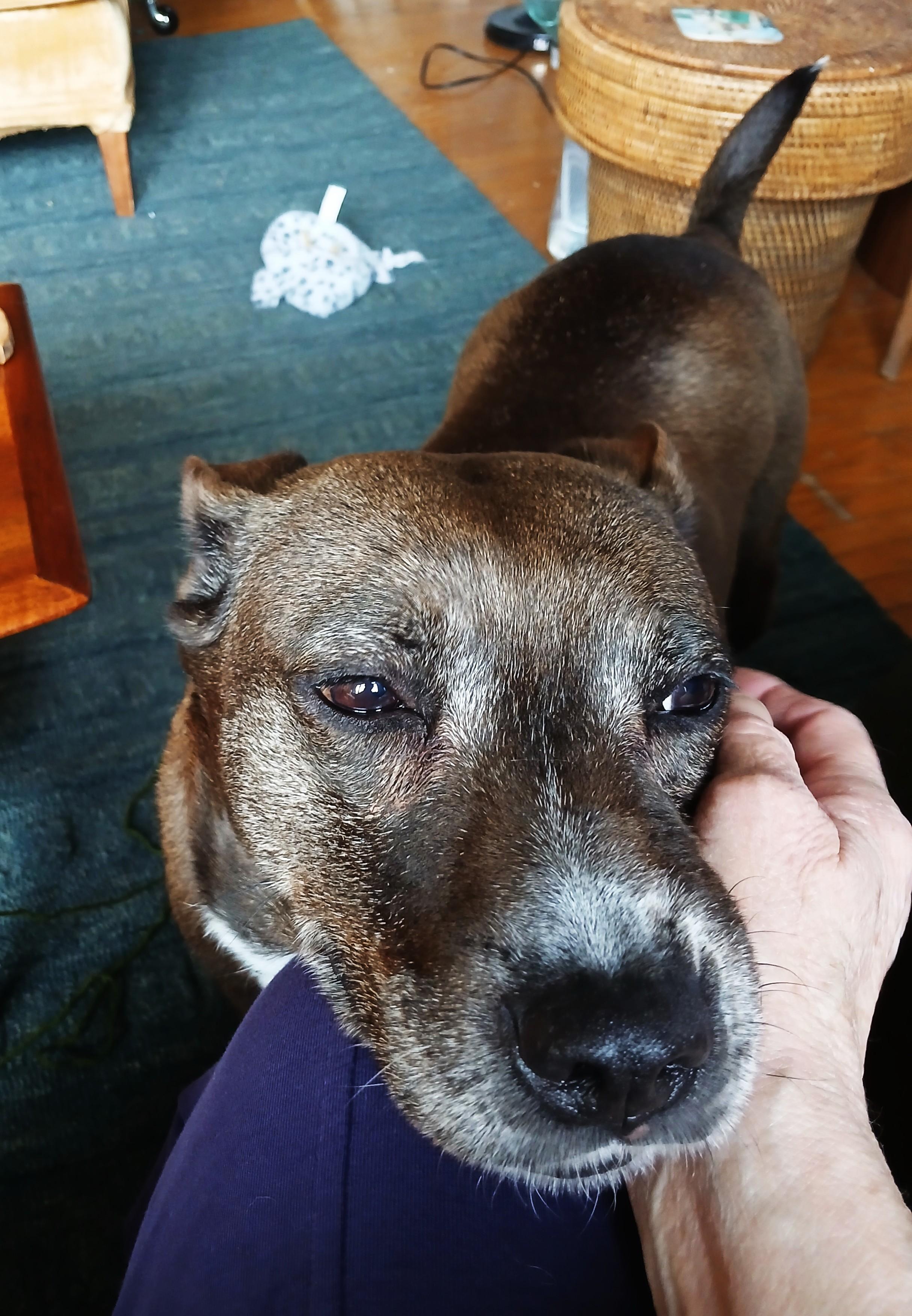 Enlarge Gia (40 lbs), a ADOPTABLE mixed breed in Mississauga, ON image 6/6