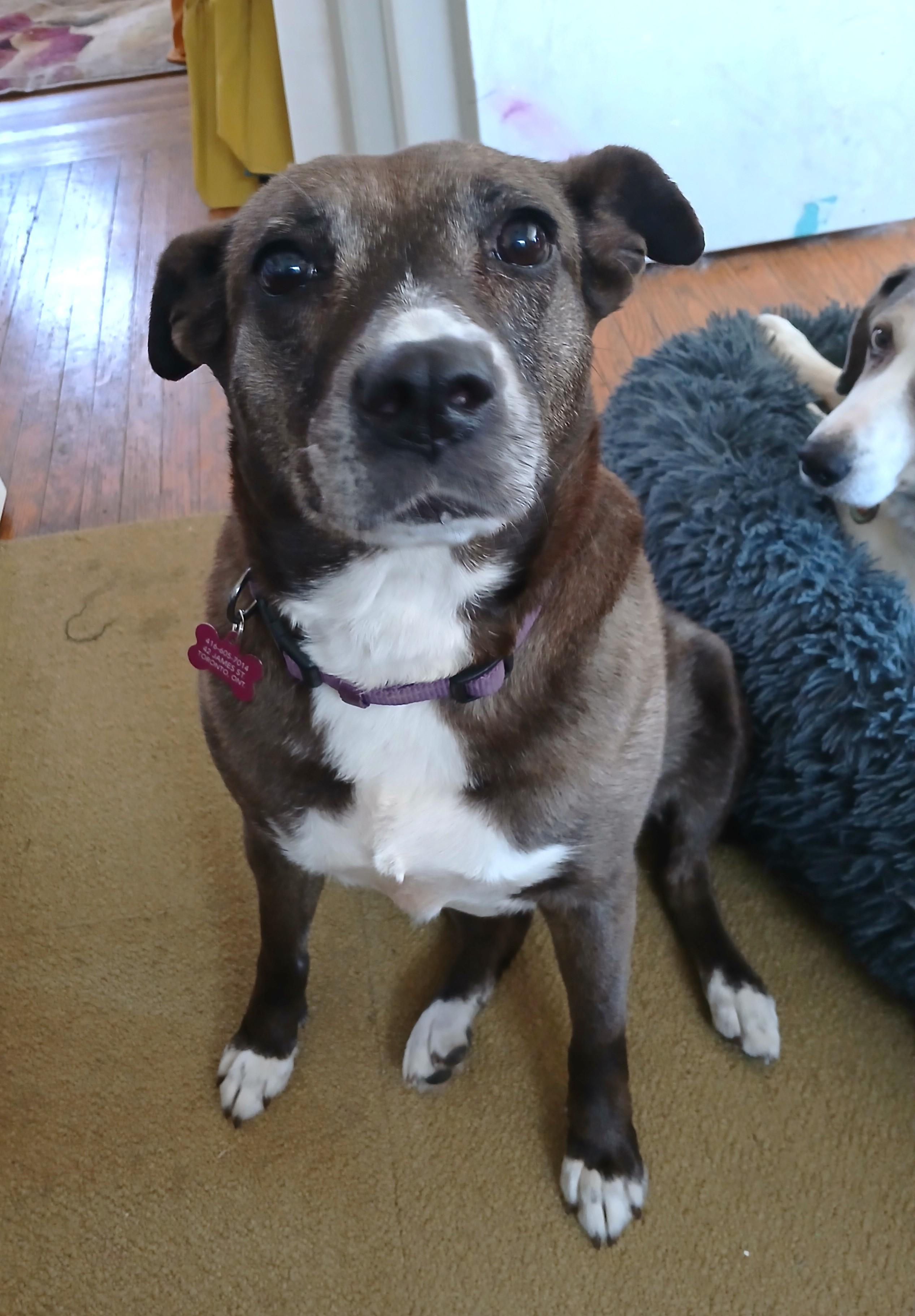 Enlarge Gia (40 lbs), a ADOPTABLE mixed breed in Mississauga, ON image 1/6