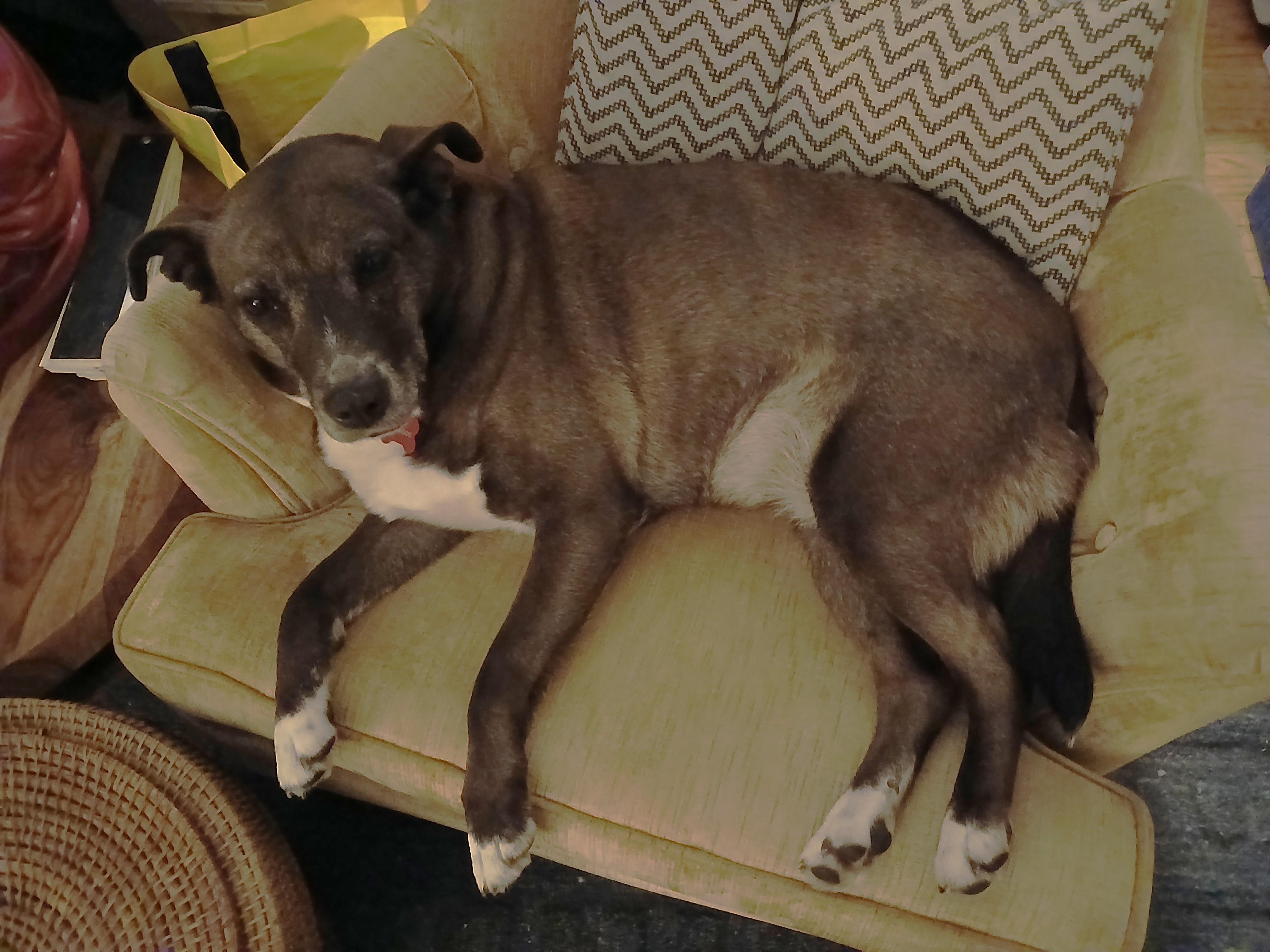 Enlarge Gia (40 lbs), a ADOPTABLE mixed breed in Mississauga, ON image 4/6