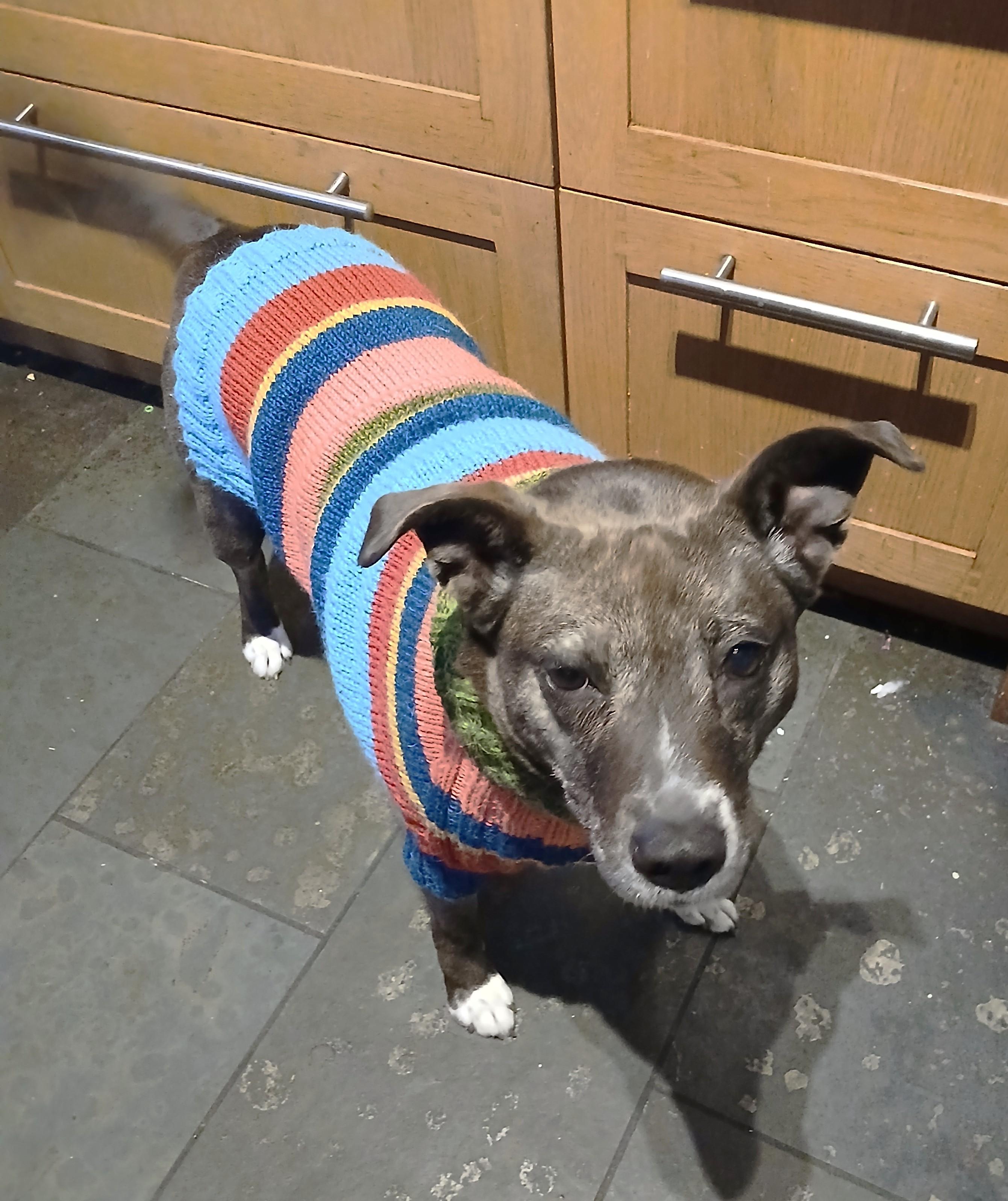 Enlarge Gia (40 lbs), a ADOPTABLE mixed breed in Mississauga, ON image 3/6