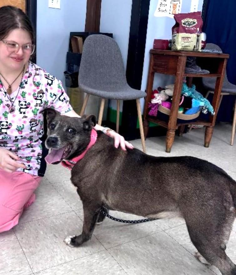 Enlarge Gia (40 lbs), a ADOPTABLE mixed breed in Mississauga, ON image 5/6