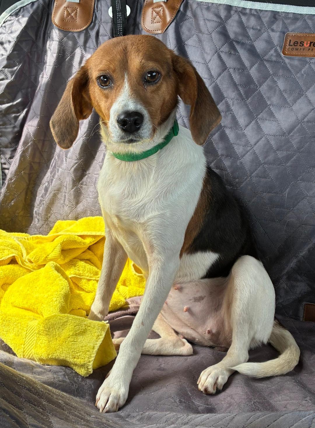 Enlarge Peanut, a ADOPTABLE mixed breed in Prince Frederick, MD image 2/3