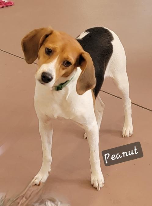 Peanut, ADOPTABLE, Adult Female Beagle.
