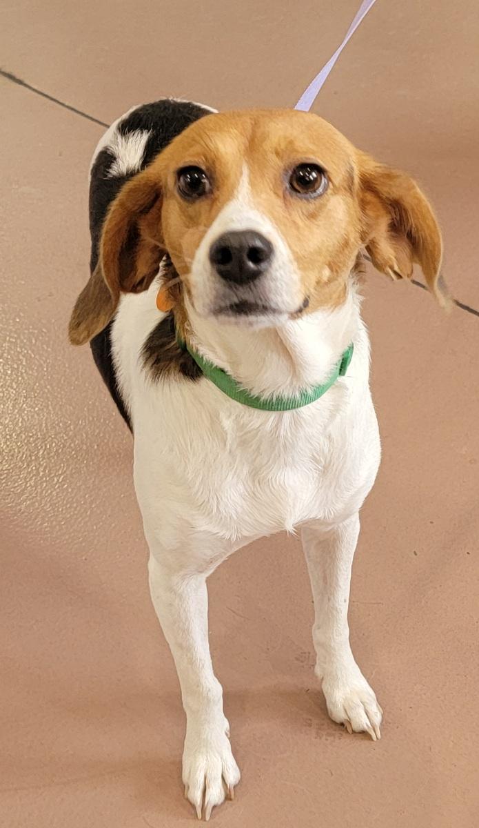 Enlarge Peanut, a ADOPTABLE mixed breed in Prince Frederick, MD image 3/3