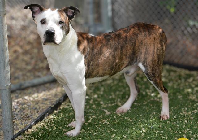 BEEF, Adoptable, Adult Male Pit Bull Terrier.