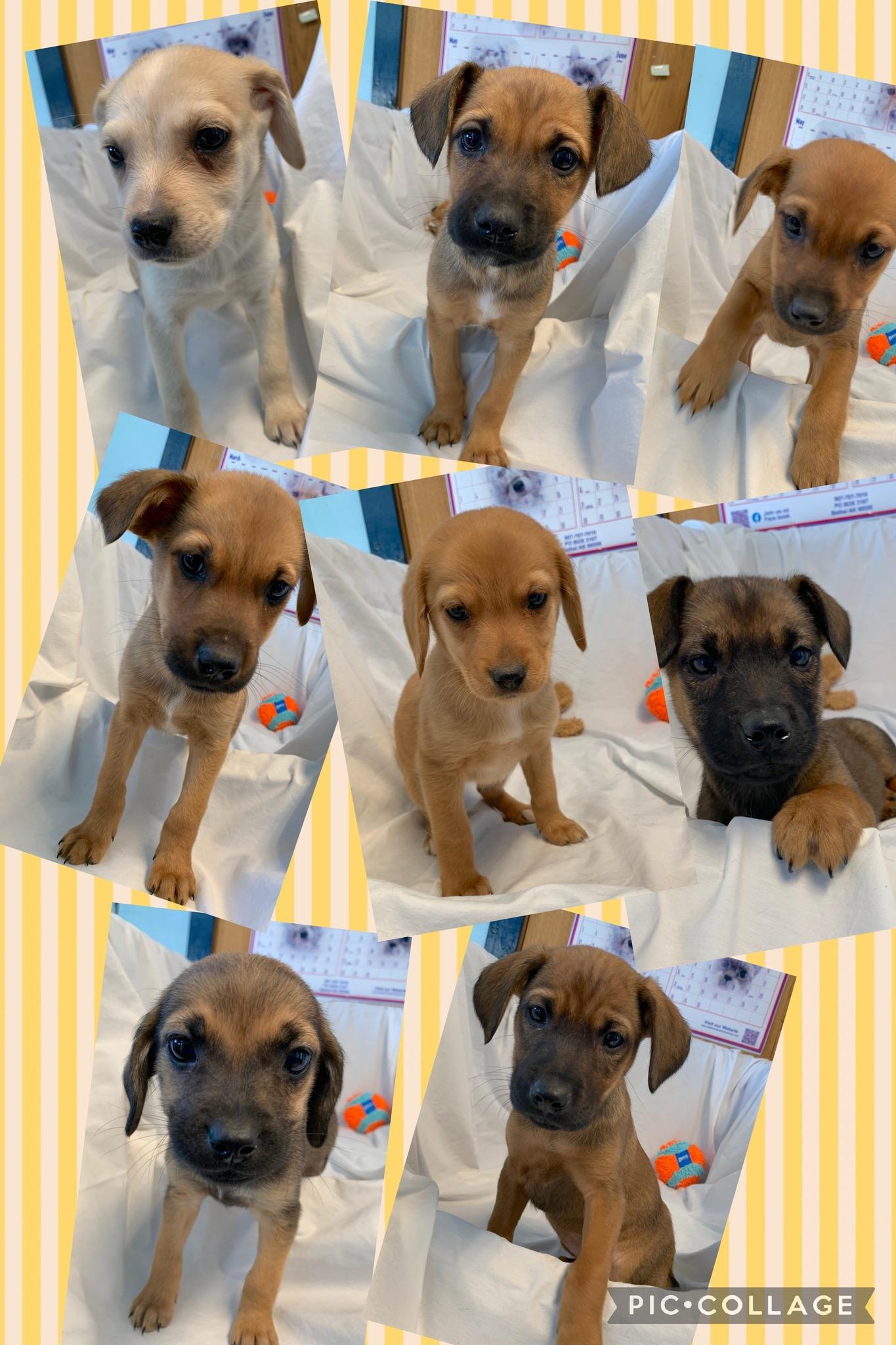 Enlarge 8 puppies, an adopted mixed breed in Bethel, AK image 1/1
