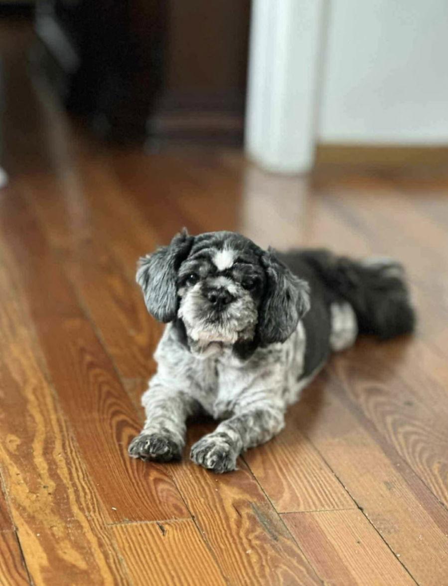 Enlarge Bruno, a Adopted Shih Tzu in Monticello, NY image 1/3