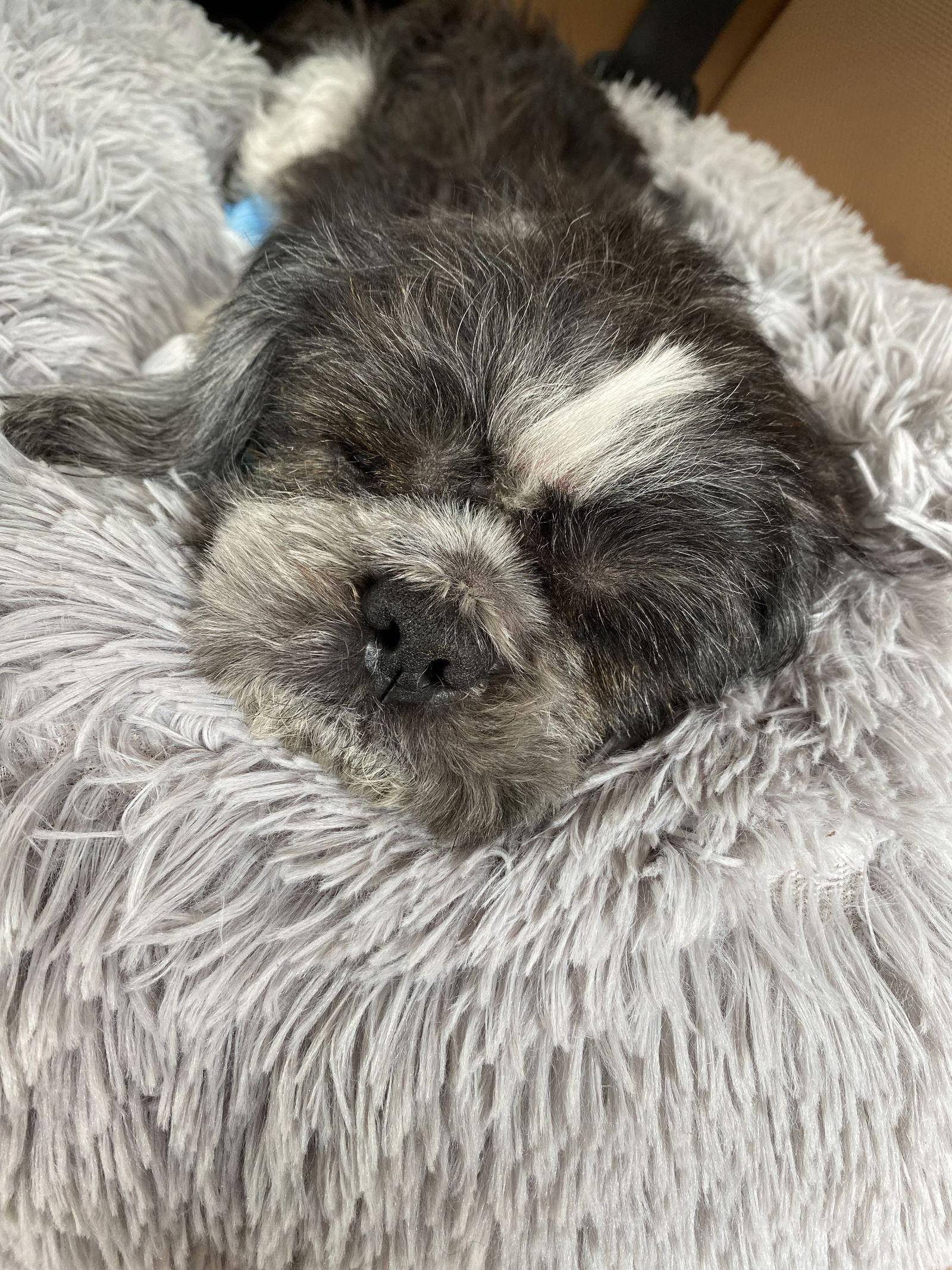 Enlarge Bruno, a Adopted Shih Tzu in Monticello, NY image 3/3