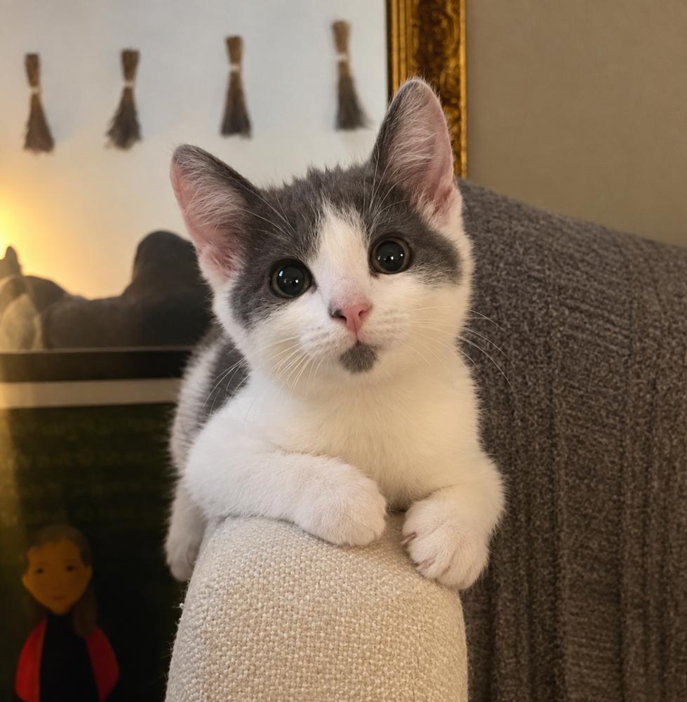 Enlarge Machka, a Adoptable Domestic Short Hair in Chicago, IL image 1/6