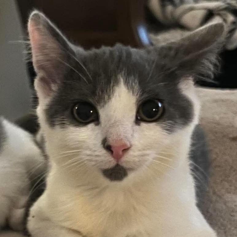 Enlarge Machka, a Adoptable Domestic Short Hair in Chicago, IL image 3/6
