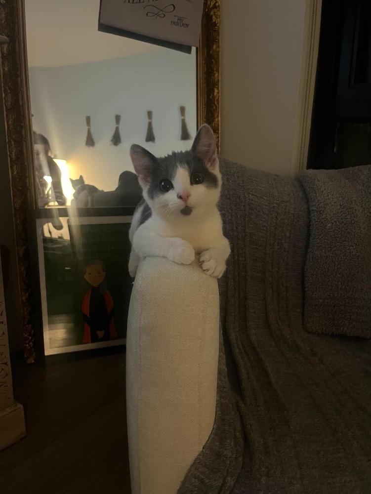 Enlarge Machka, a Adoptable Domestic Short Hair in Chicago, IL image 6/6