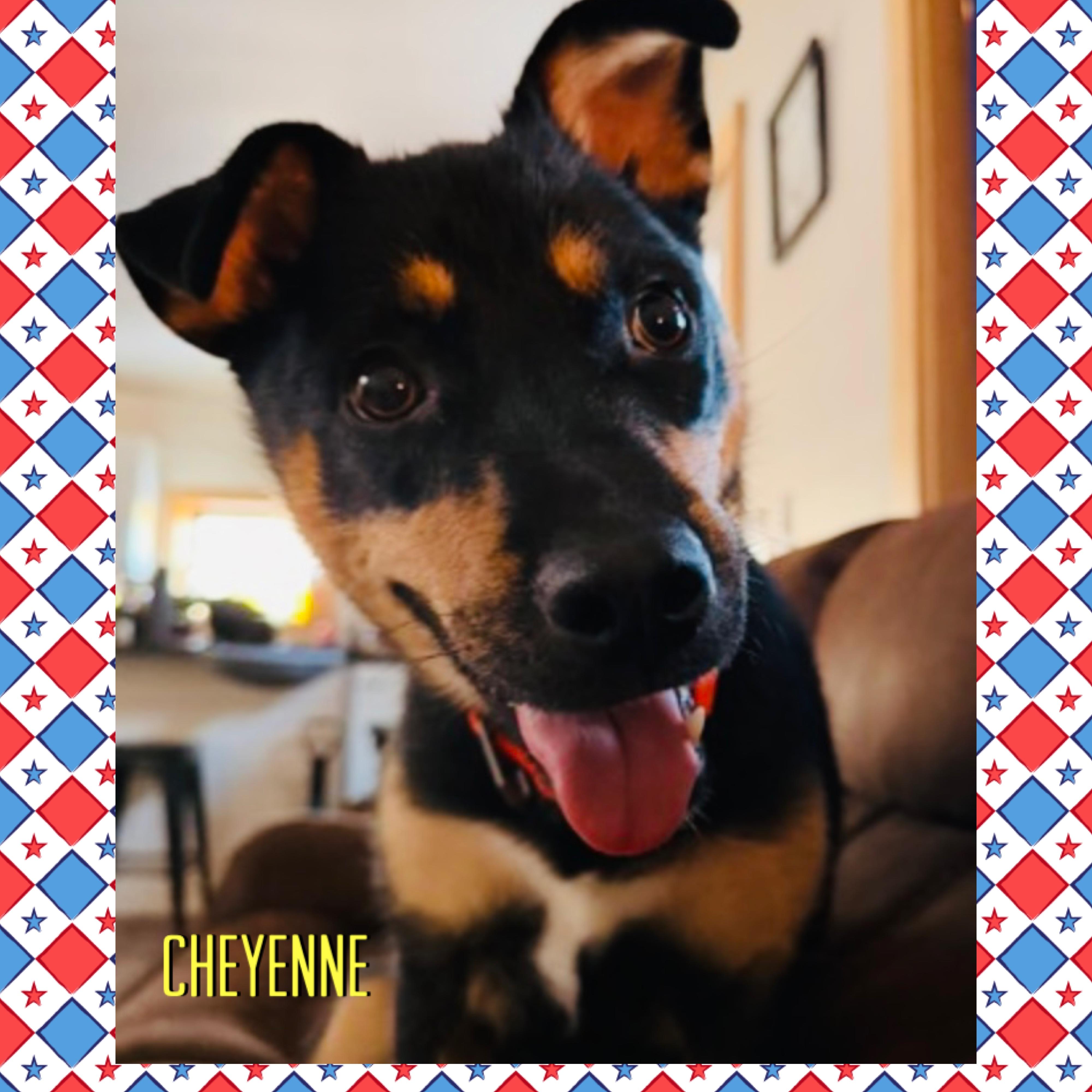 Cheyenne, ADOPTABLE, Young Female Shepherd & Husky.