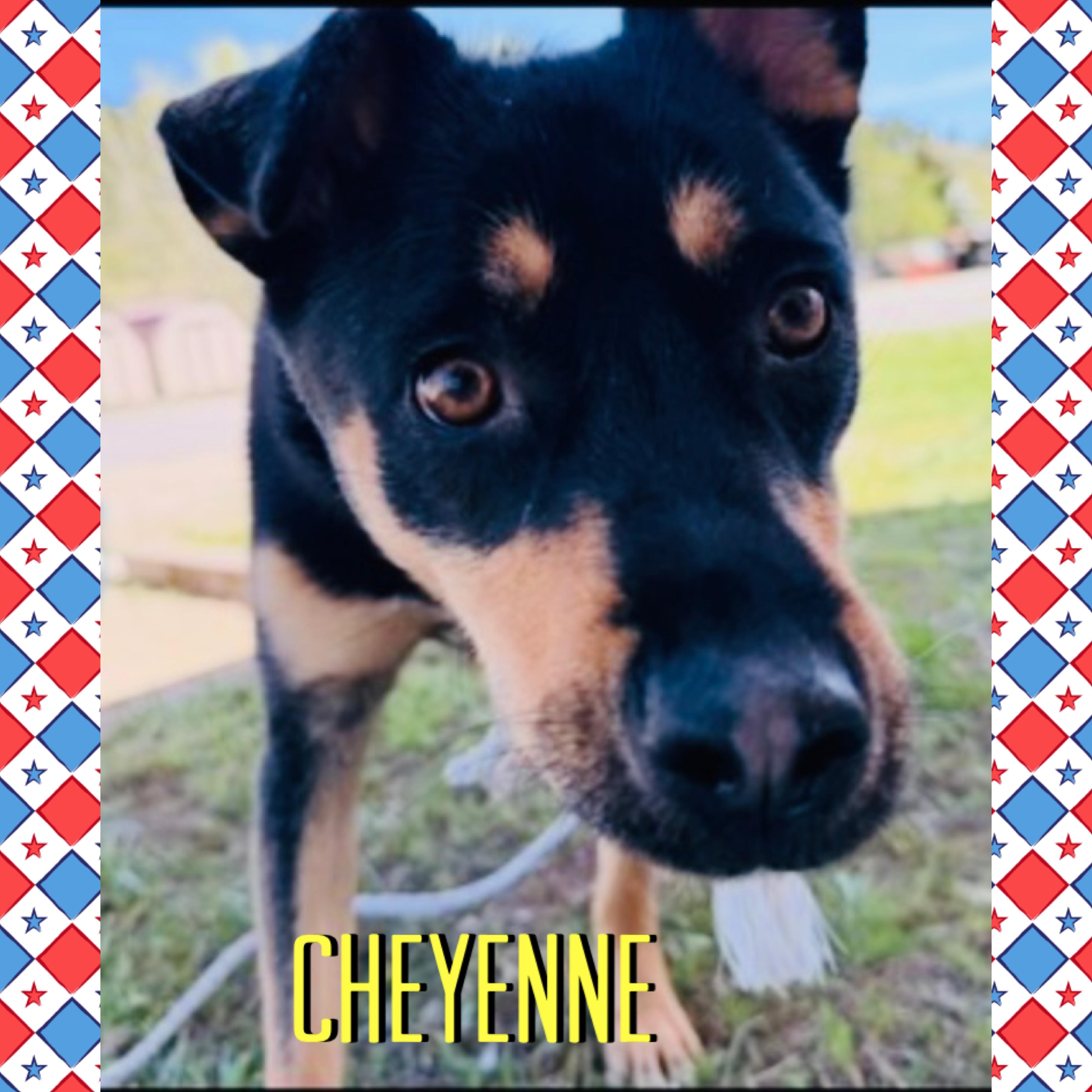 Cheyenne, a ADOPTABLE mixed breed in Red Lodge, MT image 3/3