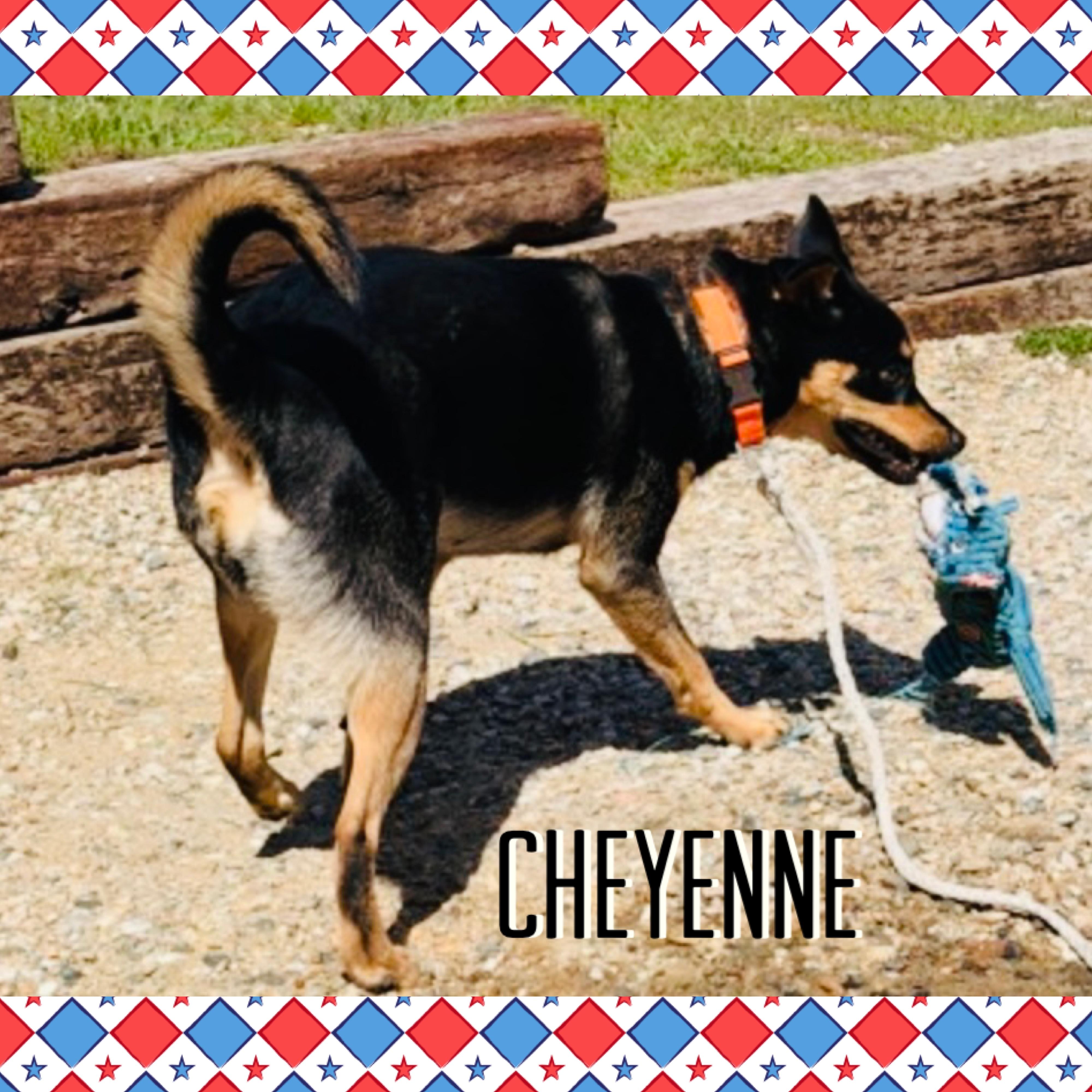 Cheyenne, a ADOPTABLE mixed breed in Red Lodge, MT image 2/3