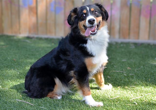 Enlarge AAA BATTERY, a Adoptable Australian Shepherd in West Valley City, UT image 1/1