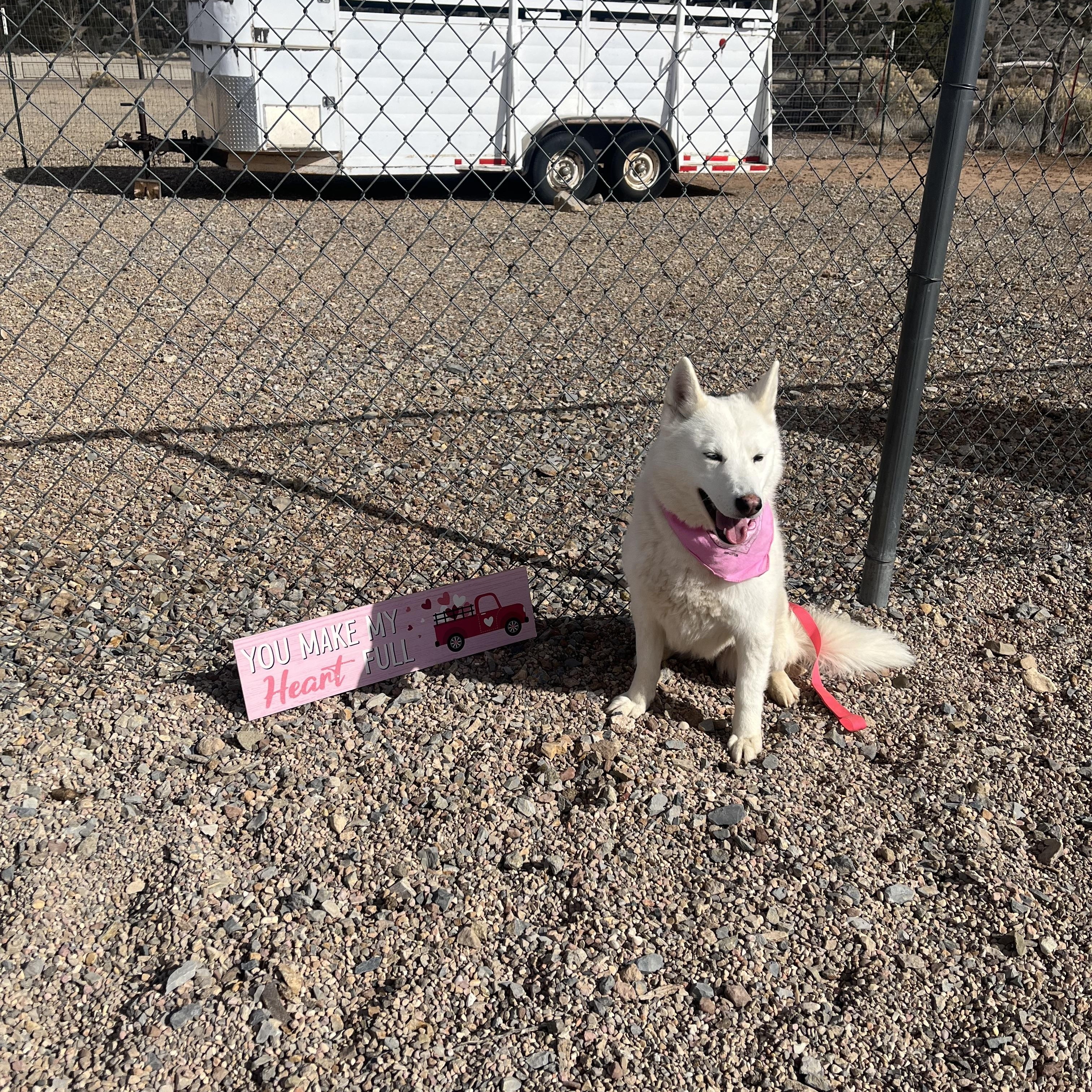 Enlarge Sasha, a Adoptable mixed breed in Cedar City, UT image 2/2