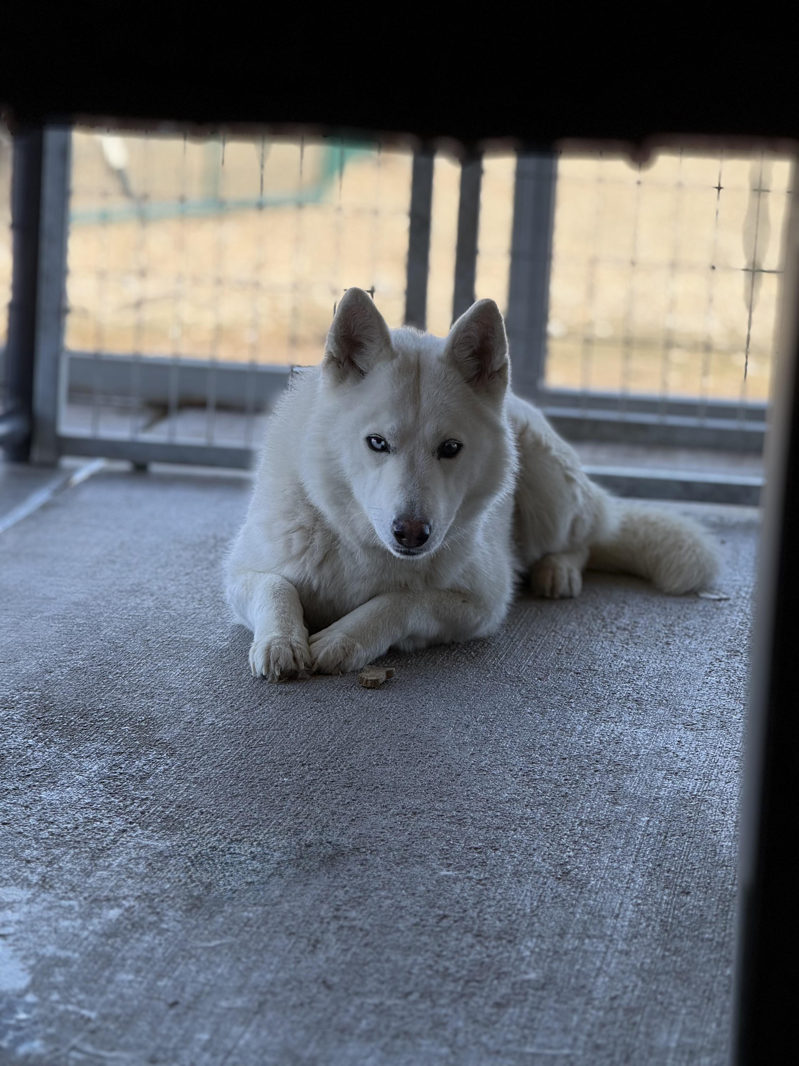 Sasha, Adoptable, Adult Female Akita & Husky.