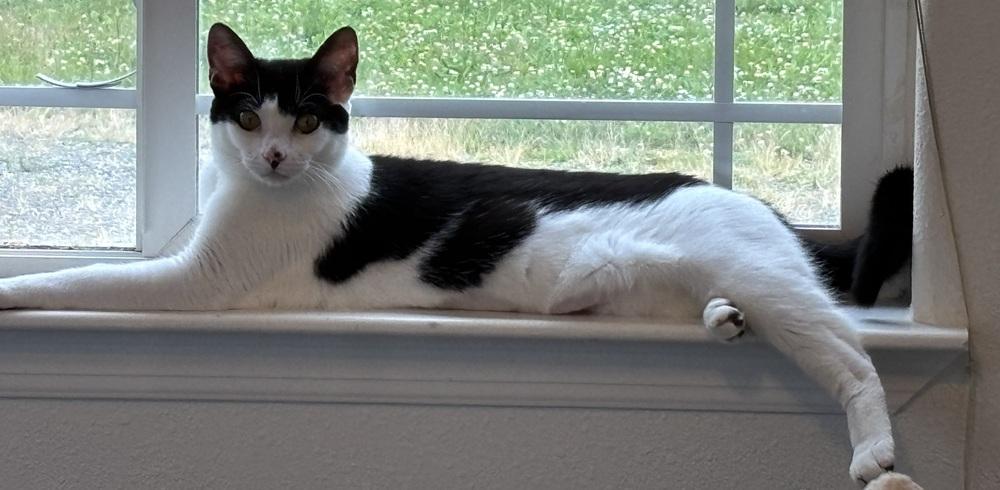 Mira, Adoptable, Young Male Domestic Short Hair.