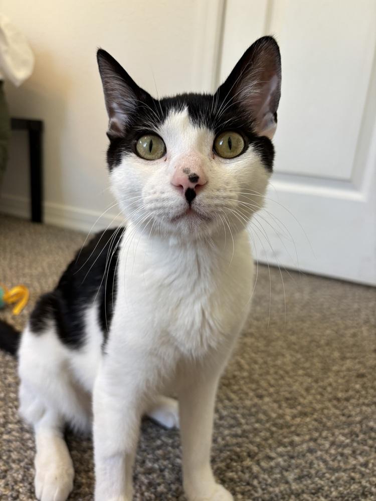 Mira, a Adoptable mixed breed in Bellingham, WA image 2/4