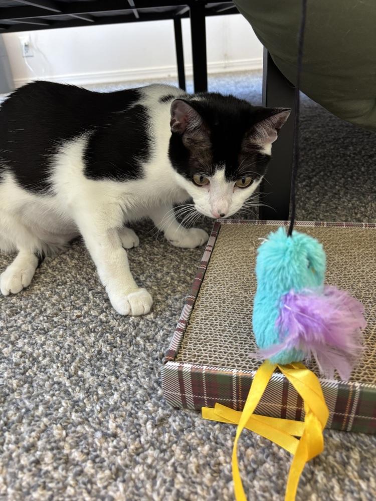 Mira, a Adoptable mixed breed in Bellingham, WA image 3/4