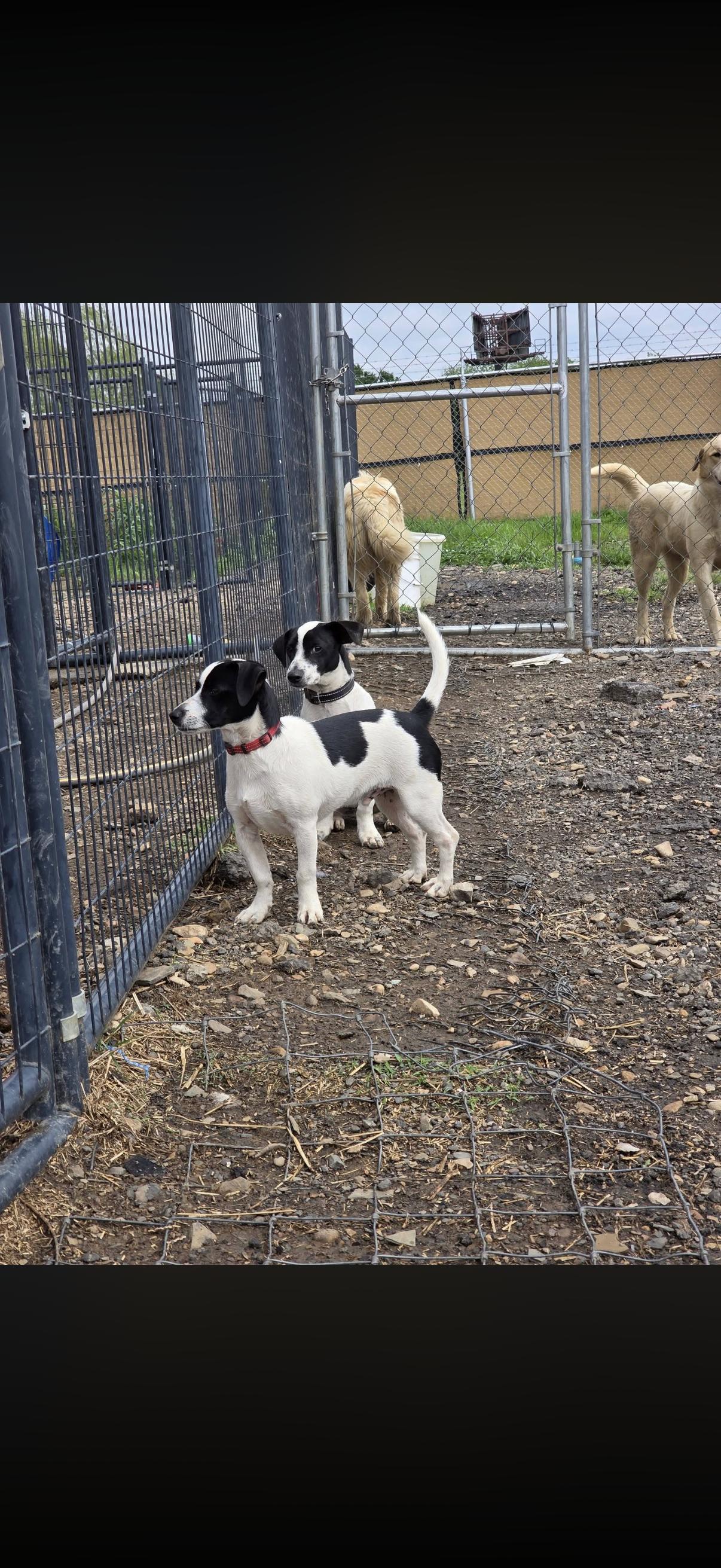 Enlarge Betovin, a ADOPTABLE Jack Russell Terrier in Muldrow, OK image 3/4
