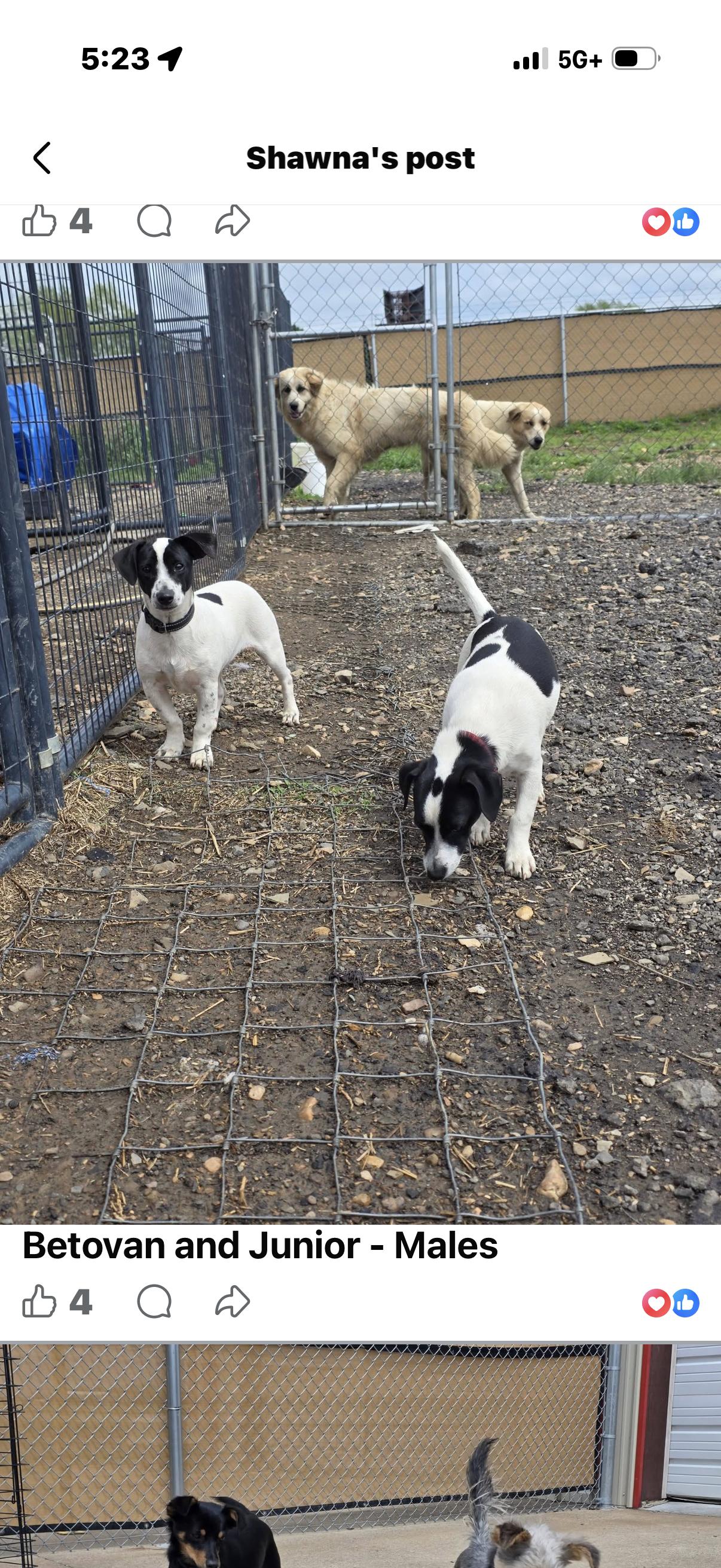 Enlarge Betovin, a ADOPTABLE Jack Russell Terrier in Muldrow, OK image 4/4