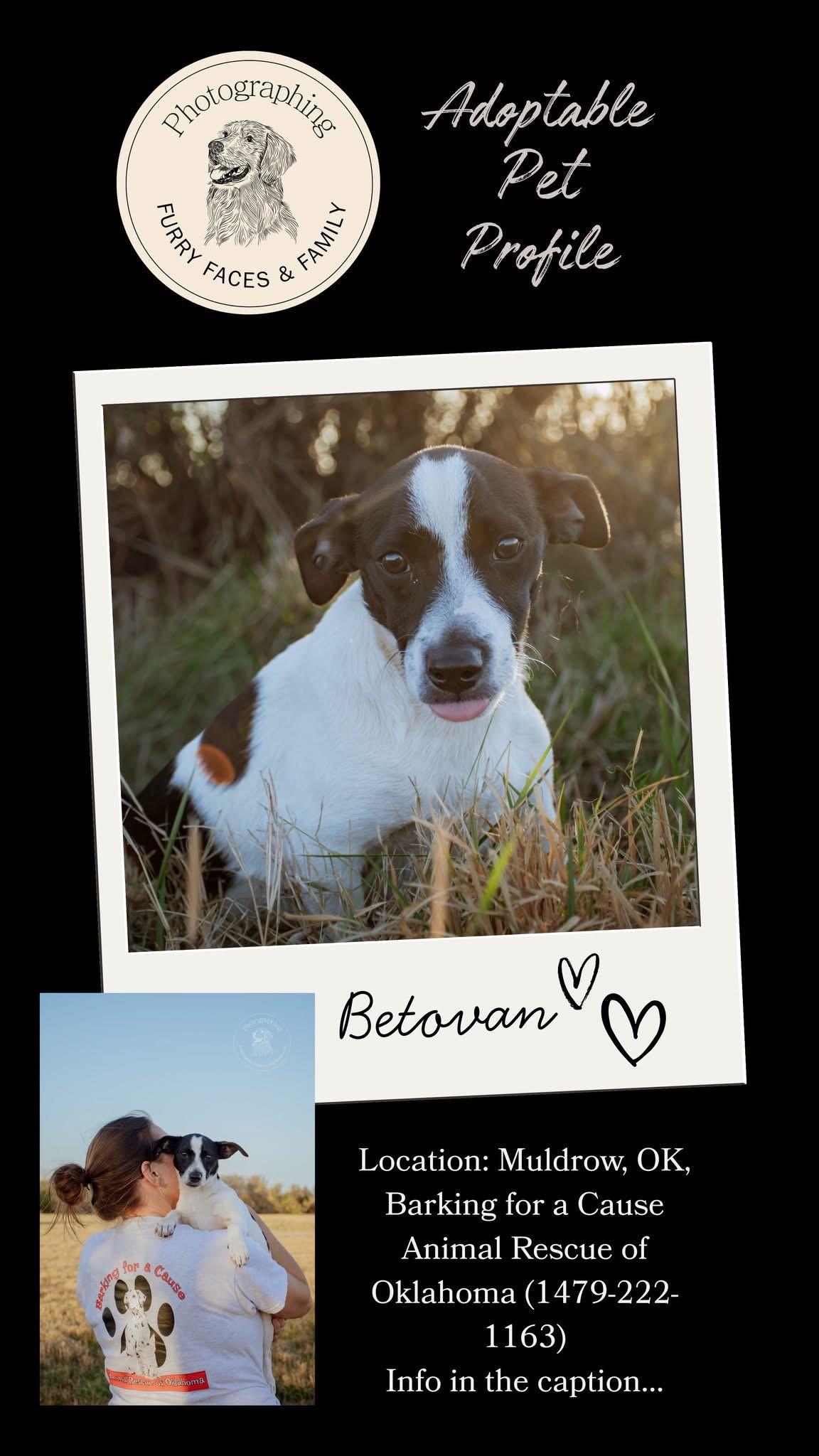 Enlarge Betovin, a ADOPTABLE Jack Russell Terrier in Muldrow, OK image 2/4