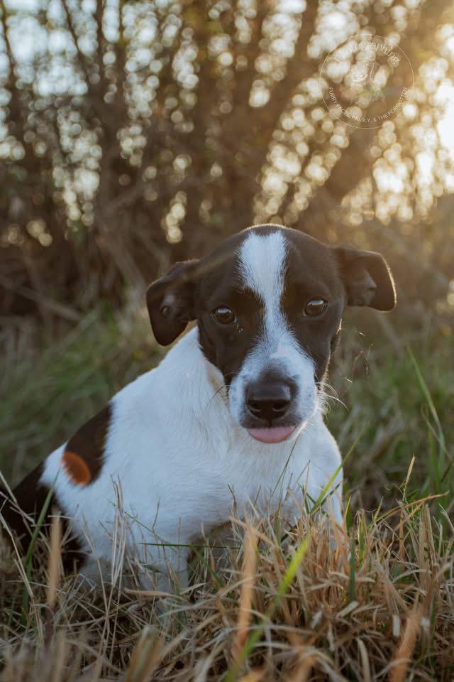 Enlarge Betovin, a ADOPTABLE Jack Russell Terrier in Muldrow, OK image 1/4
