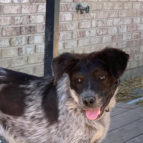 Enlarge Moana (Mo) , a ADOPTABLE mixed breed in Muncie, IN image 2/4