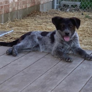 Enlarge Moana (Mo) , a ADOPTABLE mixed breed in Muncie, IN image 1/4