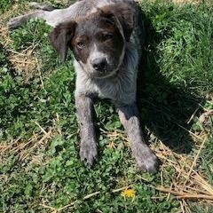 Enlarge Moana (Mo) , a ADOPTABLE mixed breed in Muncie, IN image 3/4