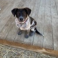 Enlarge Moana (Mo) , a ADOPTABLE mixed breed in Muncie, IN image 4/4
