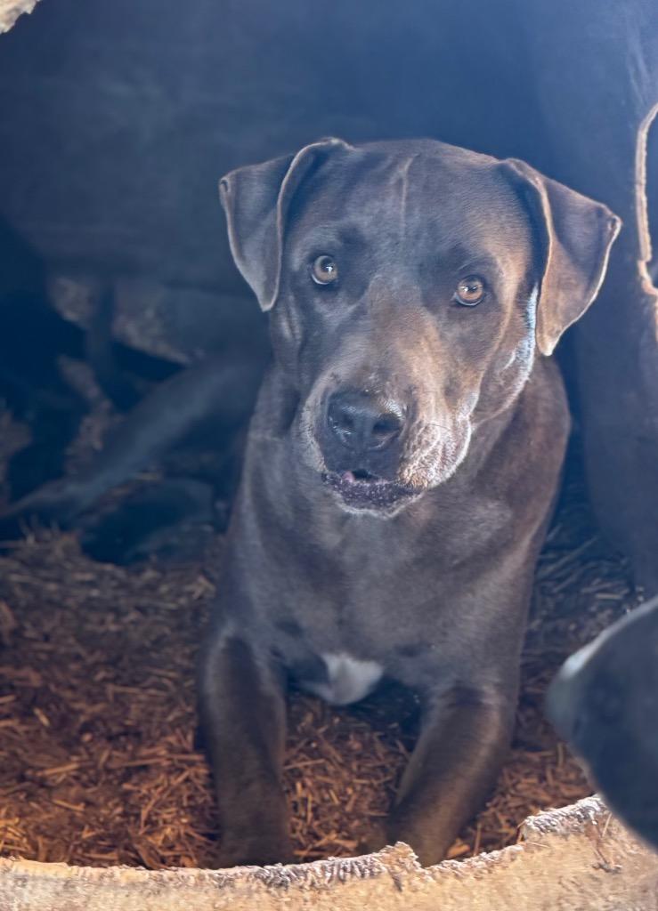 Enlarge Greyson, a Adoptable mixed breed in Waynesville, GA image 1/6