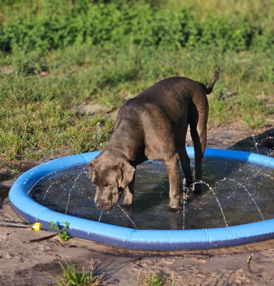 Enlarge Greyson, a Adoptable mixed breed in Waynesville, GA image 3/6