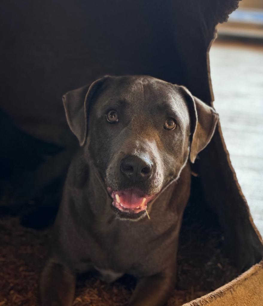 Enlarge Greyson, a Adoptable mixed breed in Waynesville, GA image 5/6