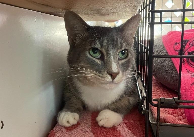 Eddie, Adoptable, Senior Male Domestic Short Hair.