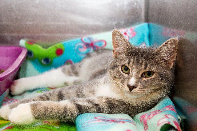 Eddie, a Adoptable mixed breed in Berlin, MD image 2/3