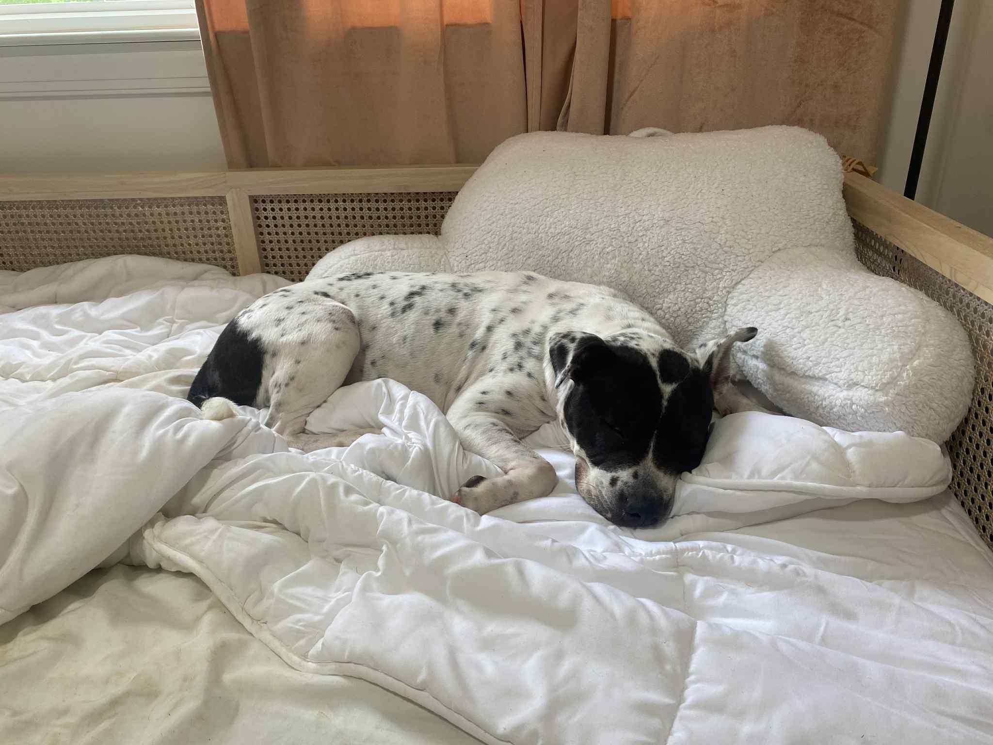 Storm (courtesy post for local shelter)