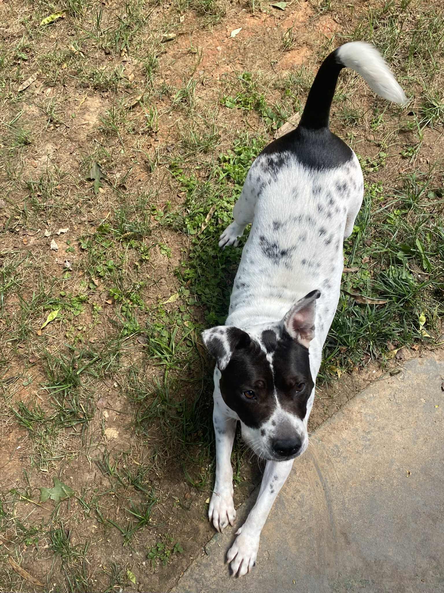 Storm (courtesy post for local shelter)