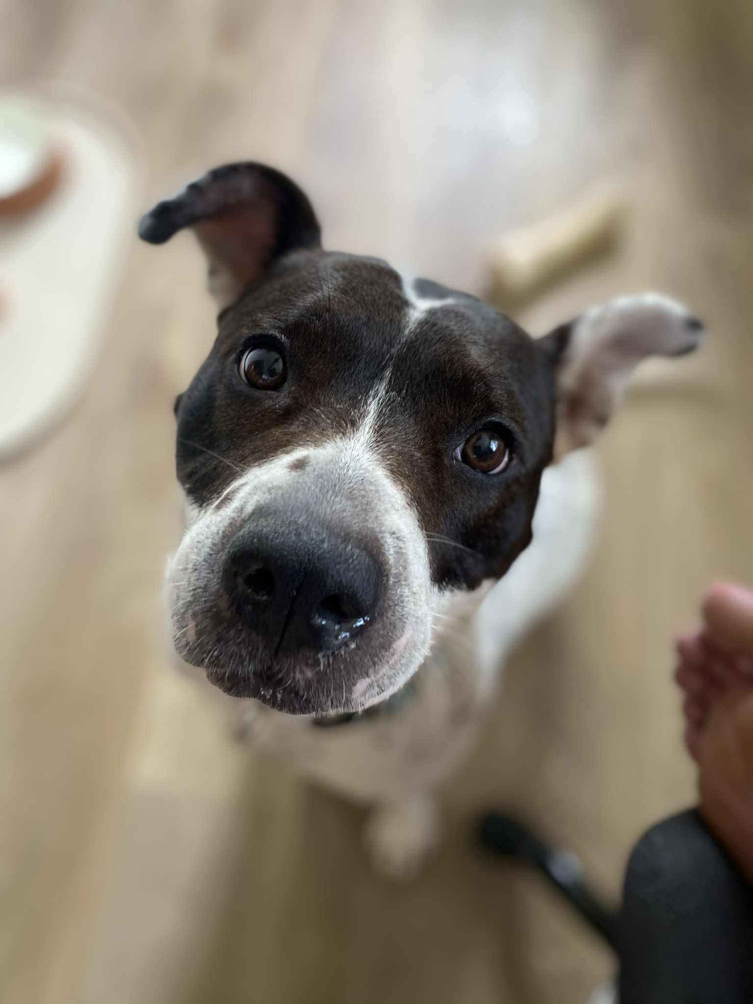 Storm (courtesy post for local shelter)