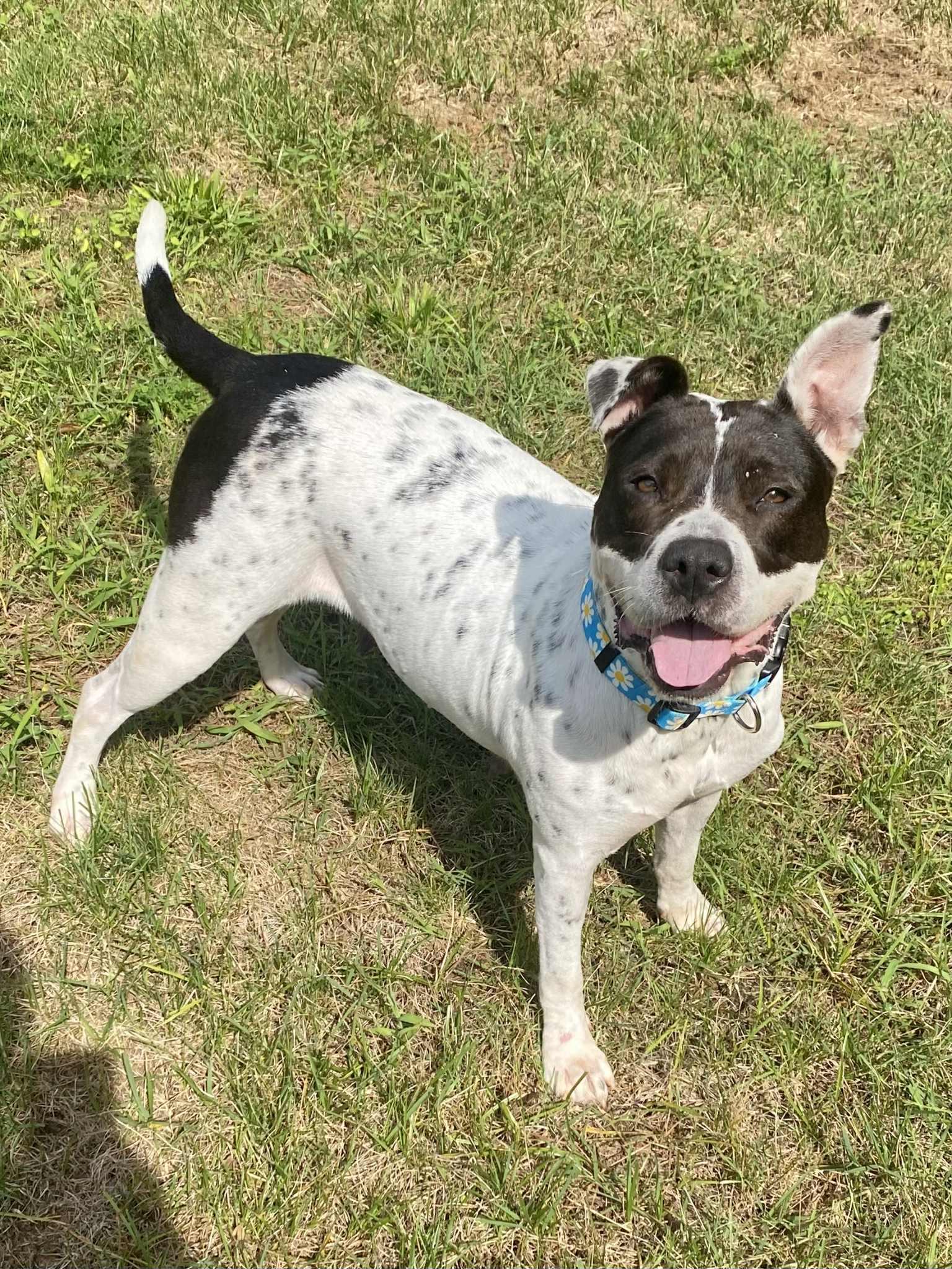 Storm (courtesy post for local shelter)